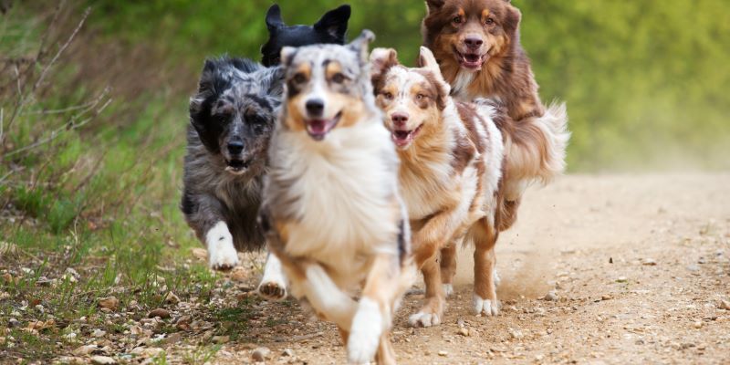 Dogs to Run To Save Stray Dogs