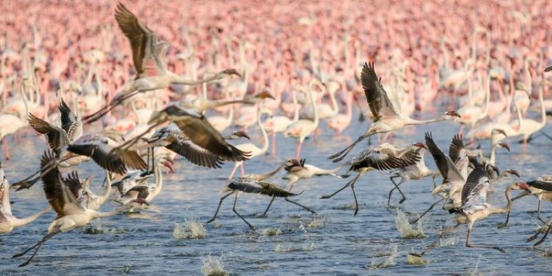 In a City 1st, Thane Creek Flamingo Sanctuary Gets Ramsar Tag