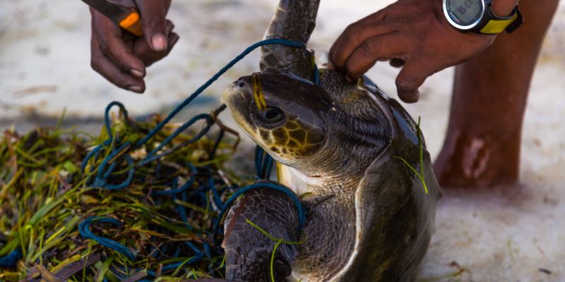 Fisherfolk cut nets to save protected marine species